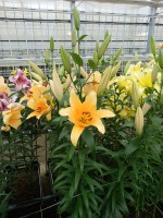 [5177 Valverde Mak No01.JPG]